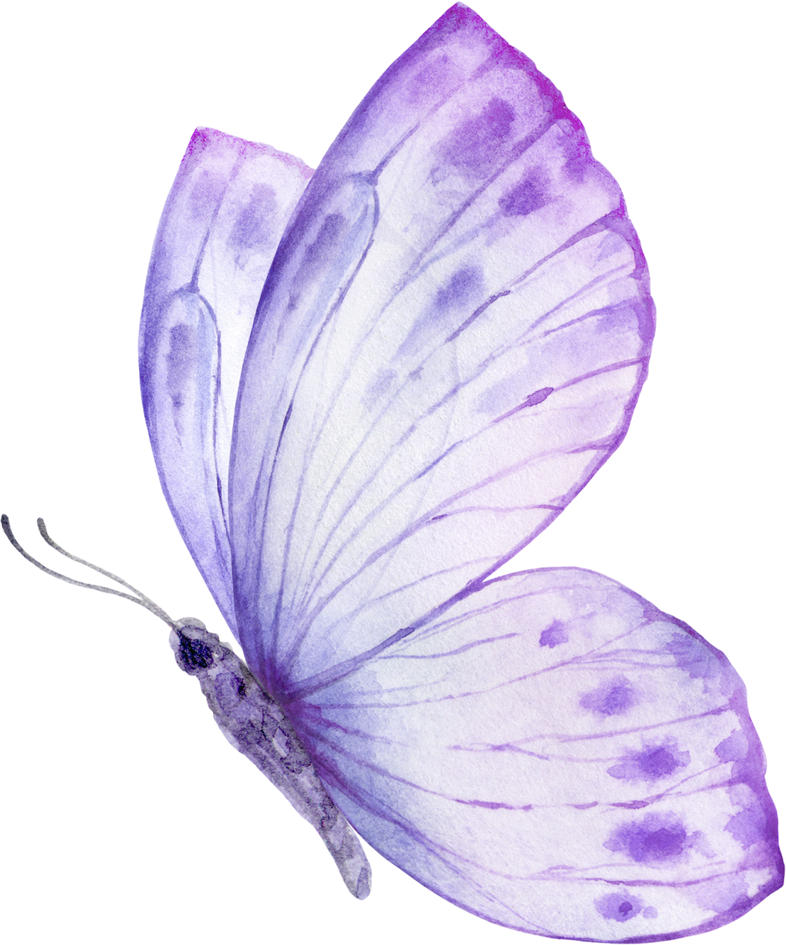 Butterfly Purple  Violet Watercolor